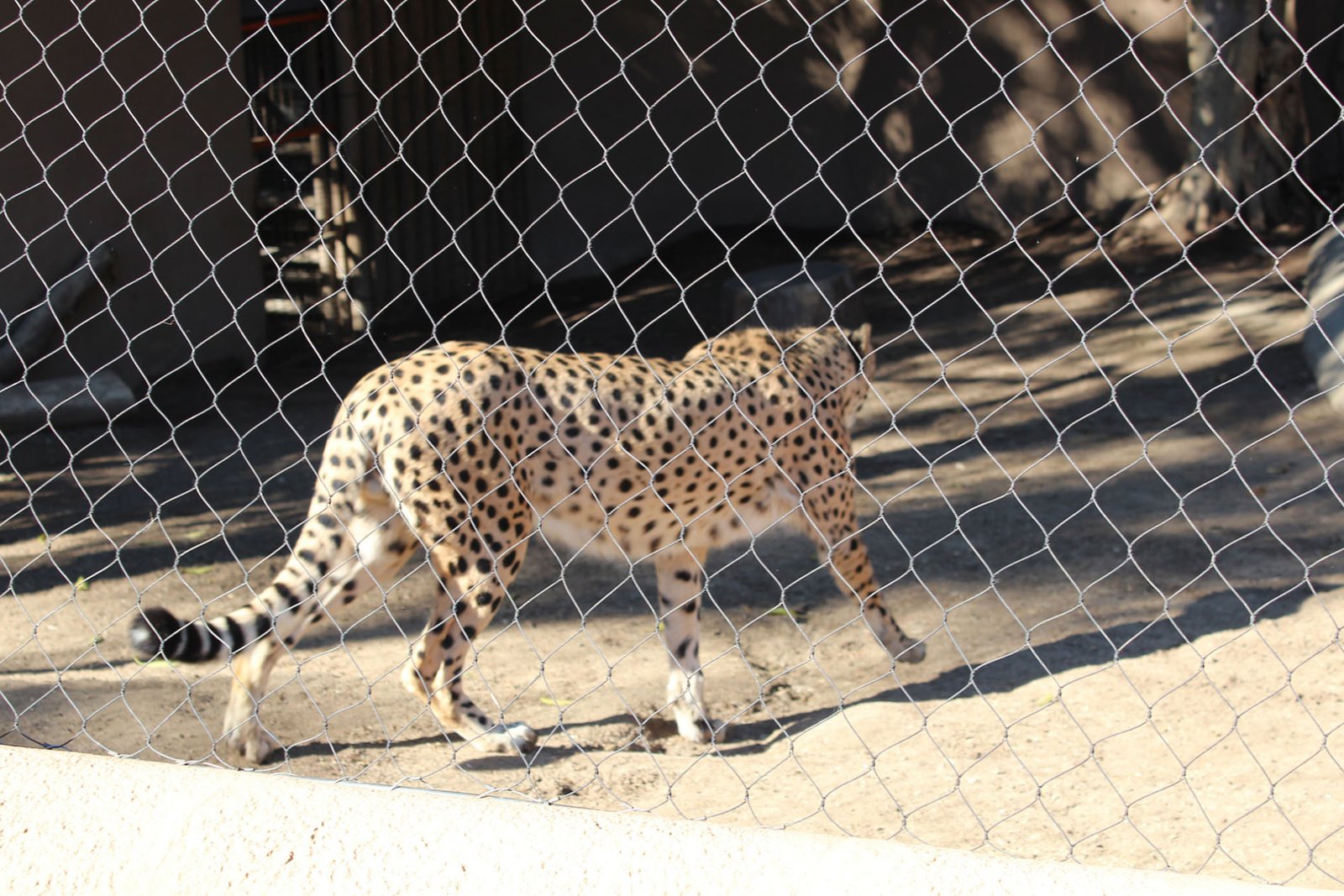 San Diego Zoo Part II 011
